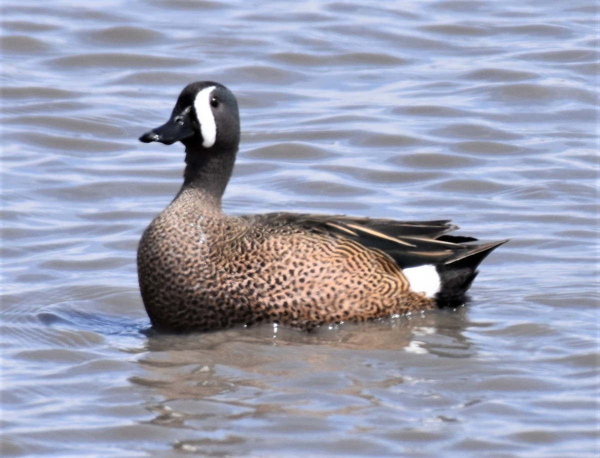 Blue-winged Teal - ML440948871