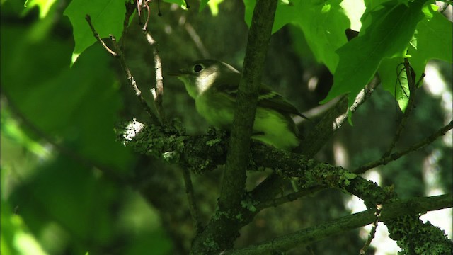 Least Flycatcher - ML440949