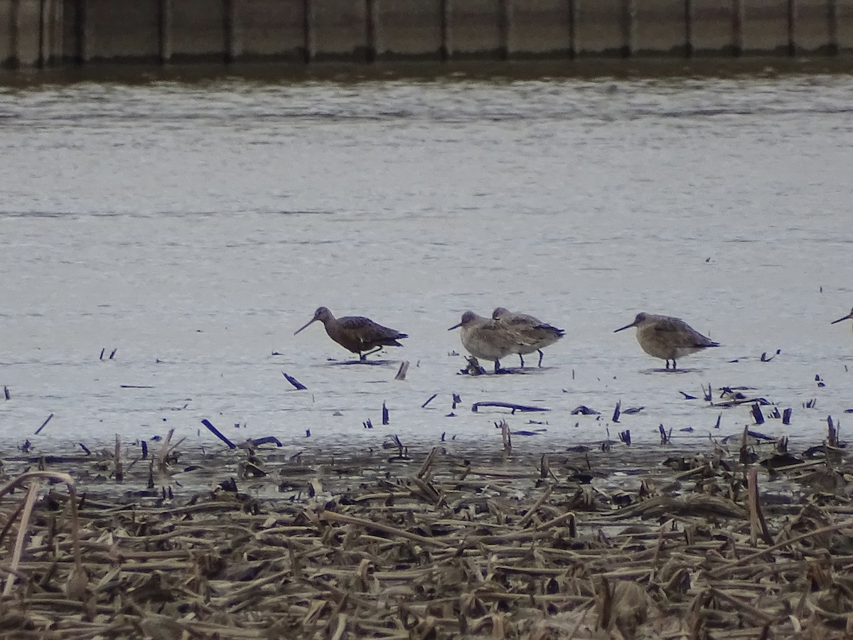 Hudsonian Godwit - ML440949181