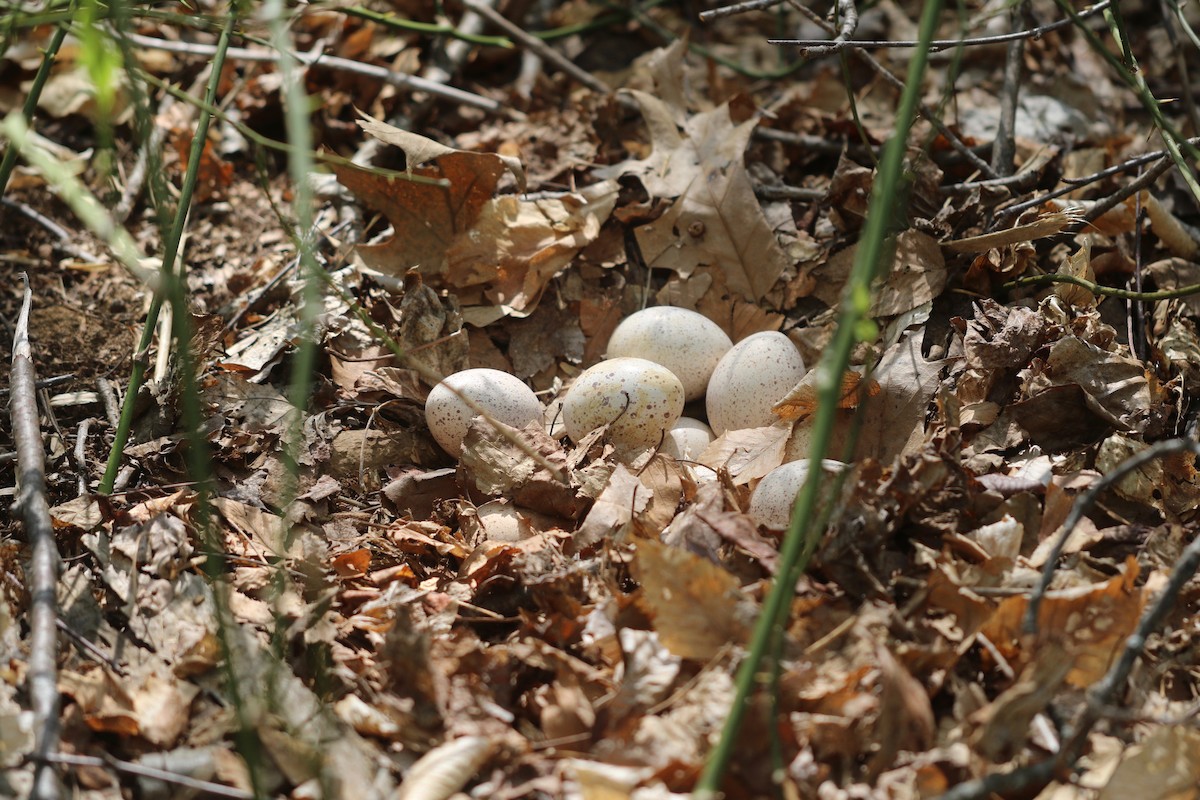 Wild Turkey - Ezra Staengl