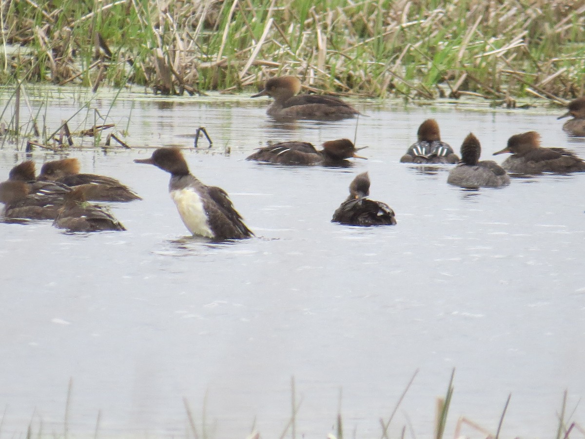 Hooded Merganser - Ethan Maynard