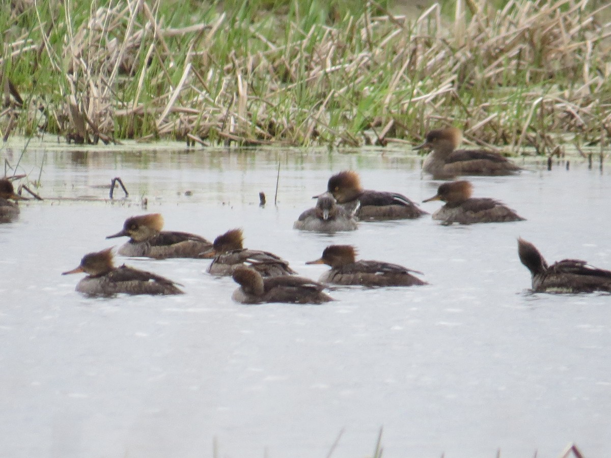 Hooded Merganser - Ethan Maynard