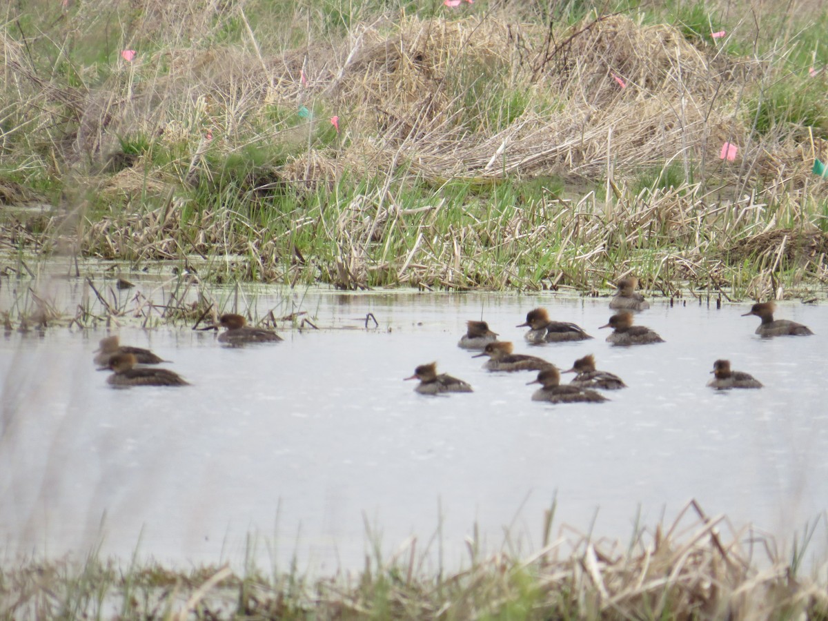 Hooded Merganser - ML440949751