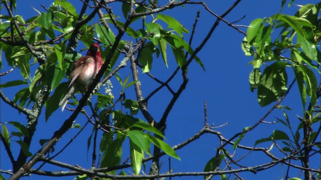 Purple Finch - ML440950