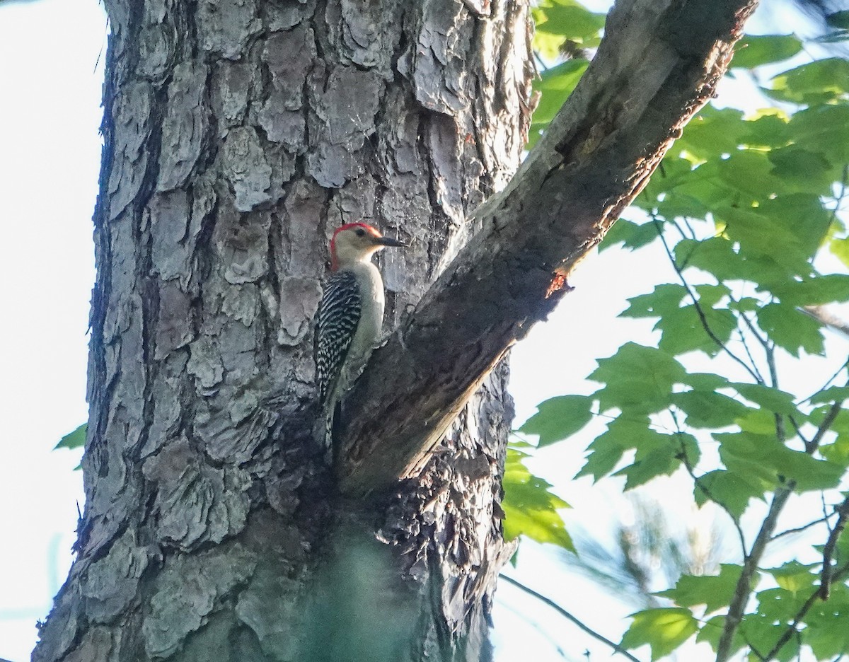 Red-bellied Woodpecker - ML440950581