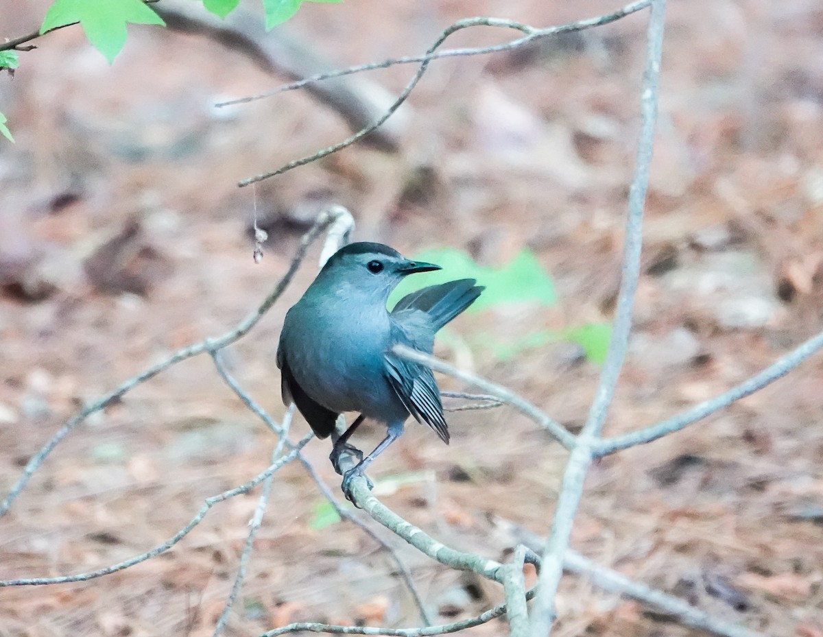 Gray Catbird - ML440950601