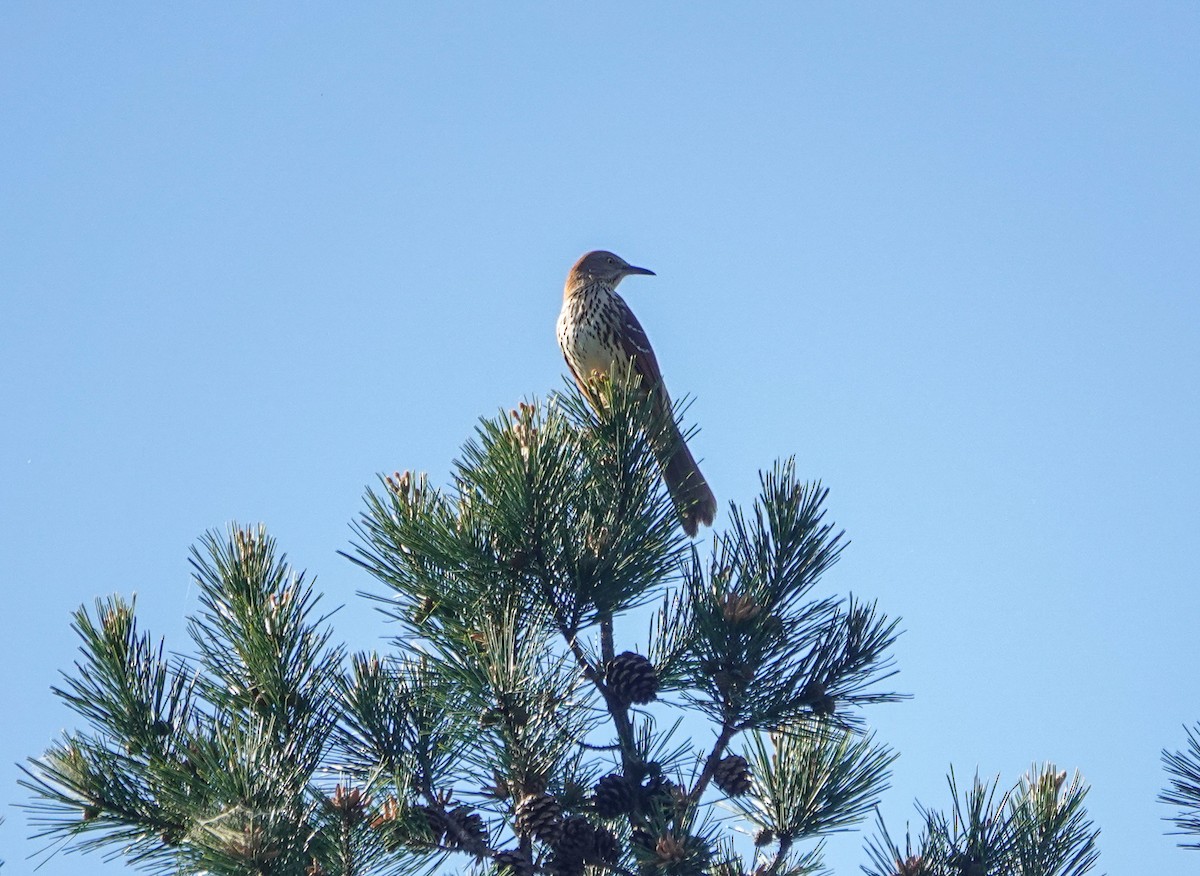 Brown Thrasher - ML440950631