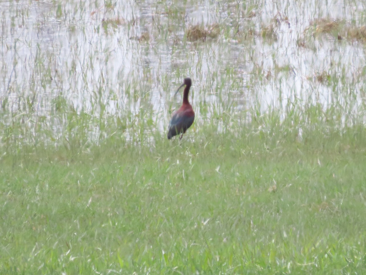 White-faced Ibis - ML440950841