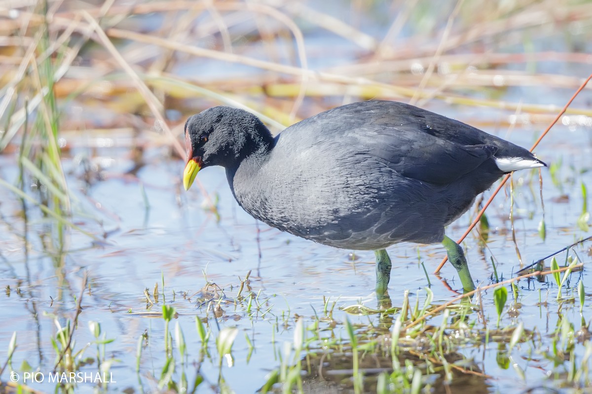 Red-fronted Coot - ML440952241