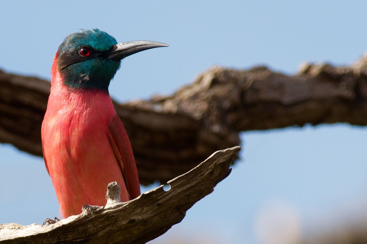 Northern Carmine Bee-eater - ML44095241