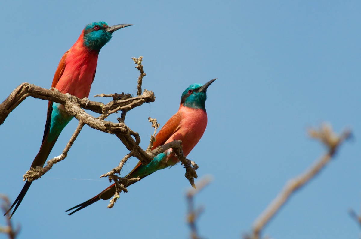 Northern Carmine Bee-eater - ML44095251