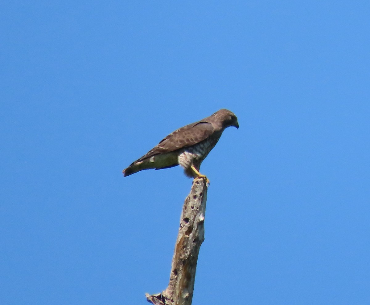 Broad-winged Hawk - ML440954111