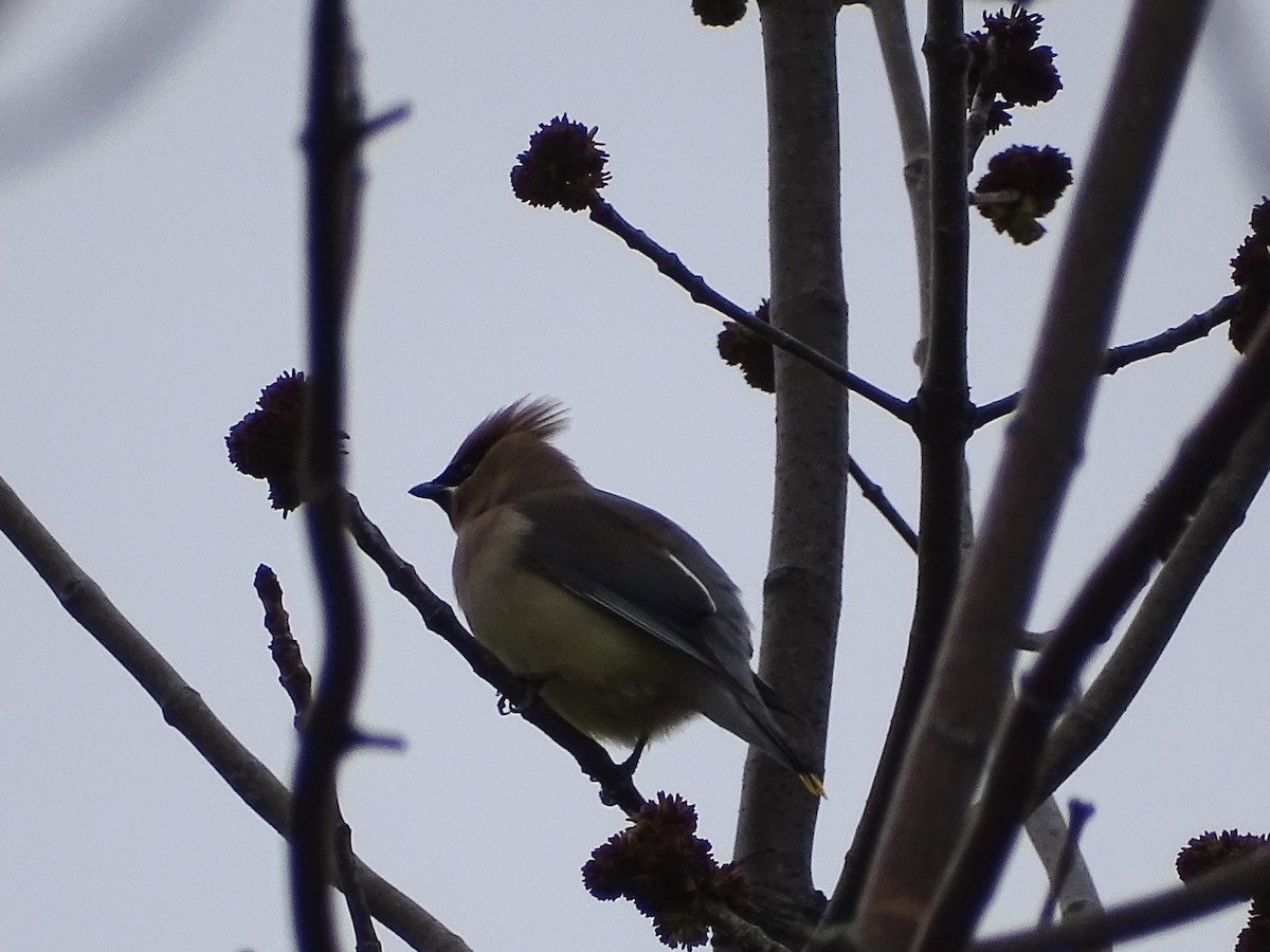 Cedar Waxwing - ML440954451