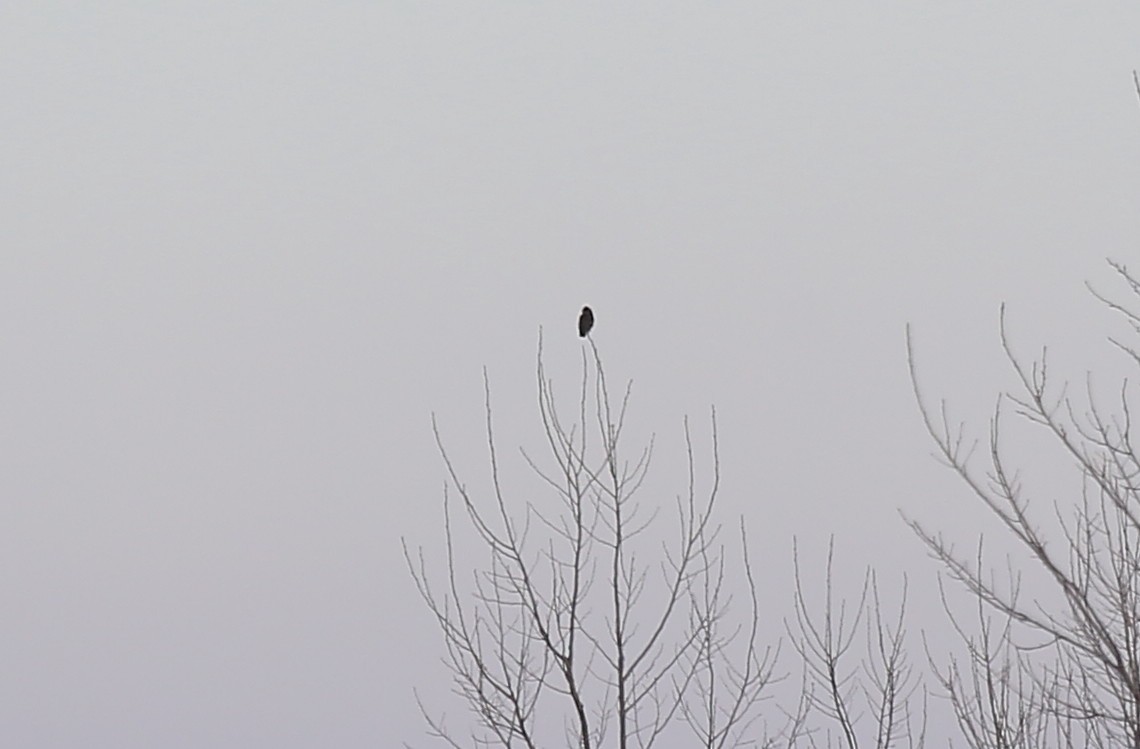 Short-eared Owl - ML44095461