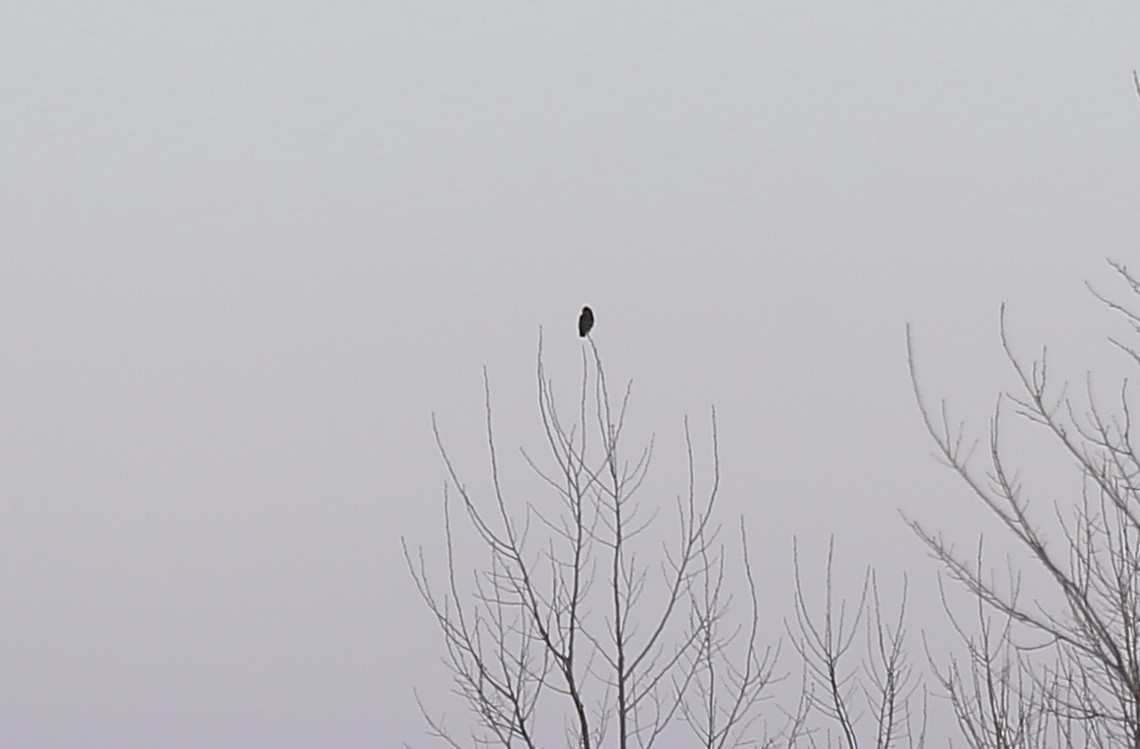 Short-eared Owl - ML44095461