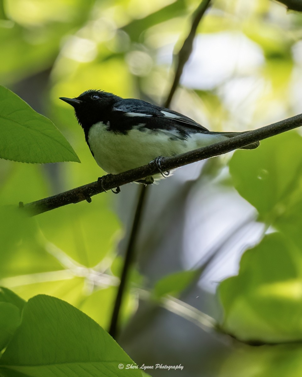 Black-throated Blue Warbler - ML440954821