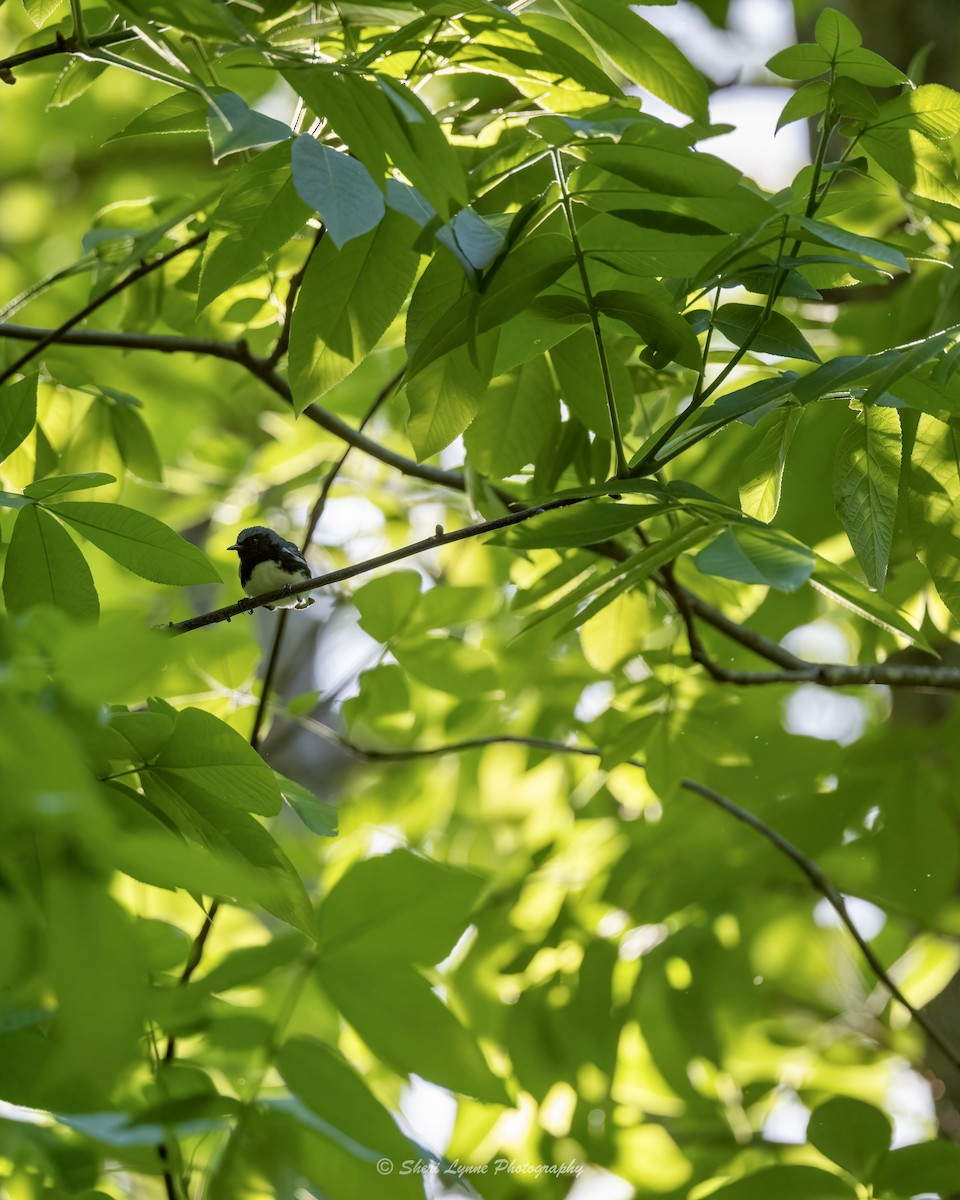 Black-throated Blue Warbler - Sheri Thompson