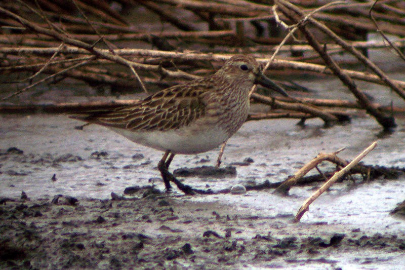 Pectoral Sandpiper - ML440955281