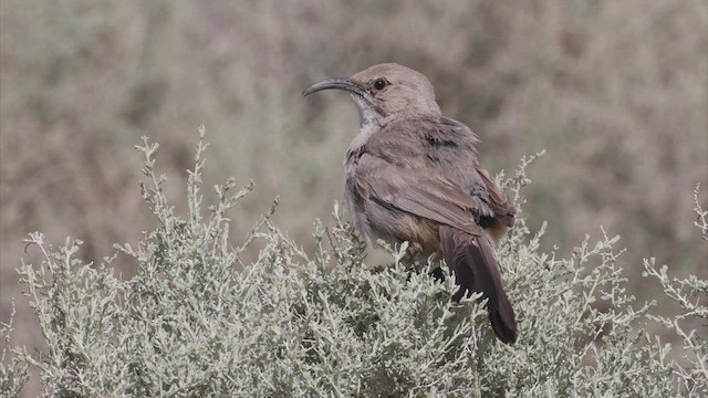 LeConte's Thrasher - ML440957331