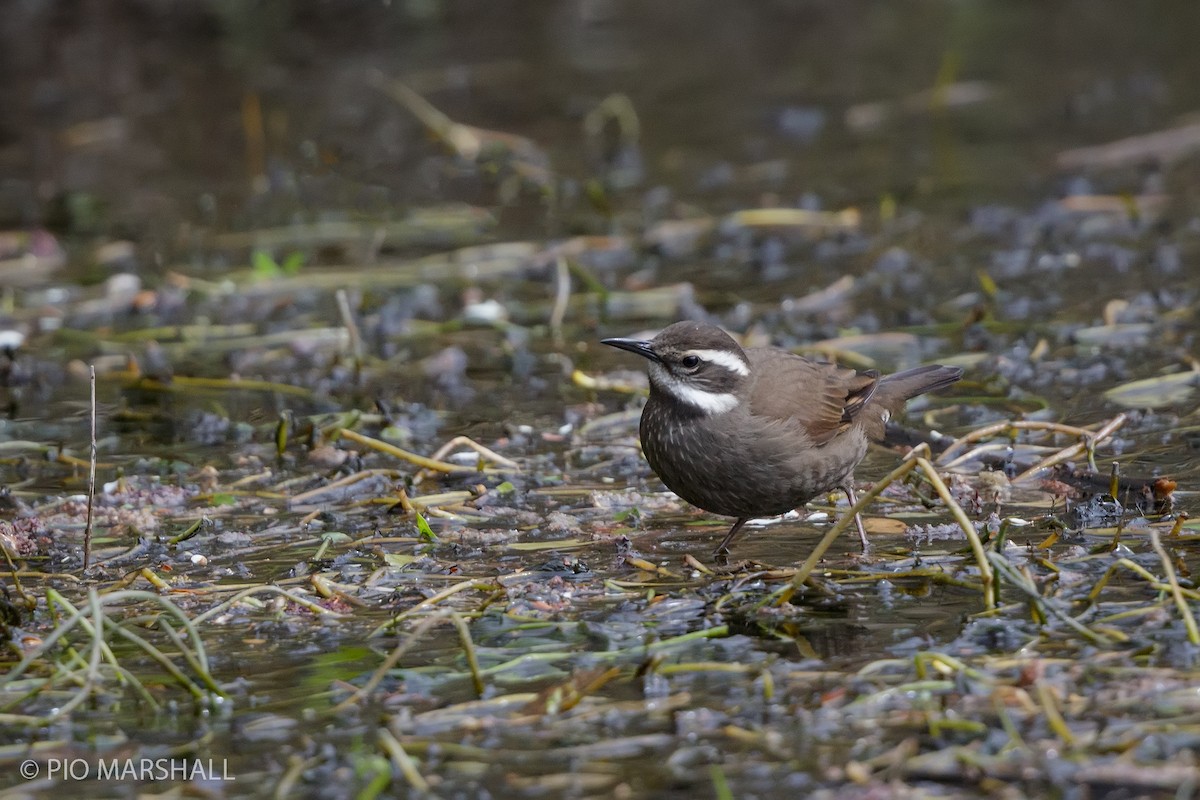 Dark-bellied Cinclodes - Pio Marshall