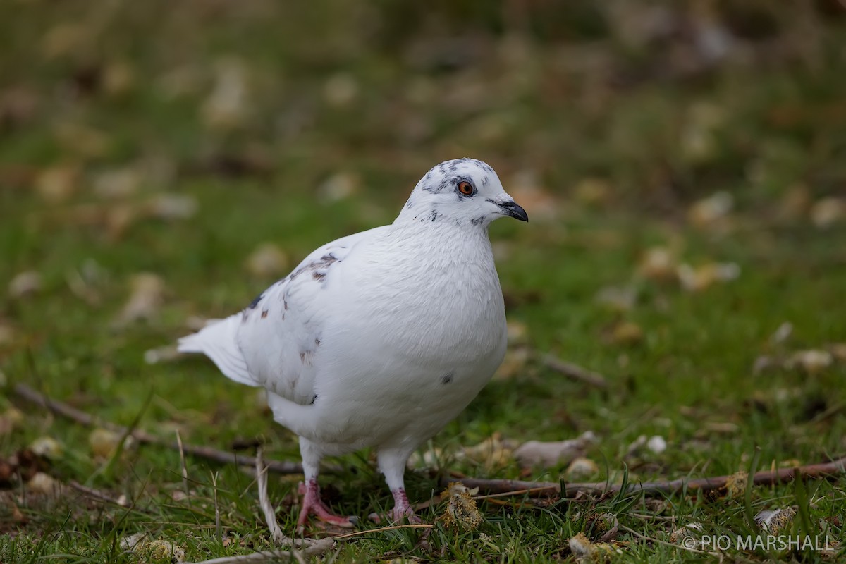 Rock Pigeon (Feral Pigeon) - ML440958121