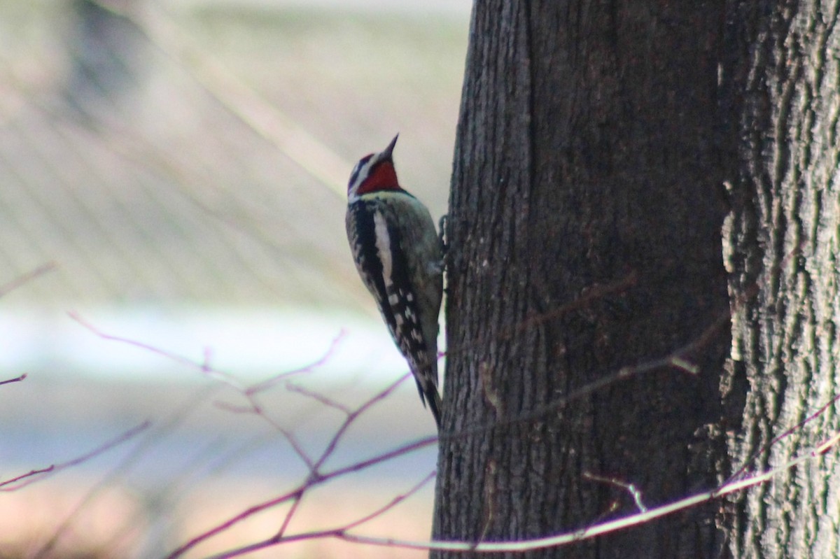 Yellow-bellied Sapsucker - ML44095821