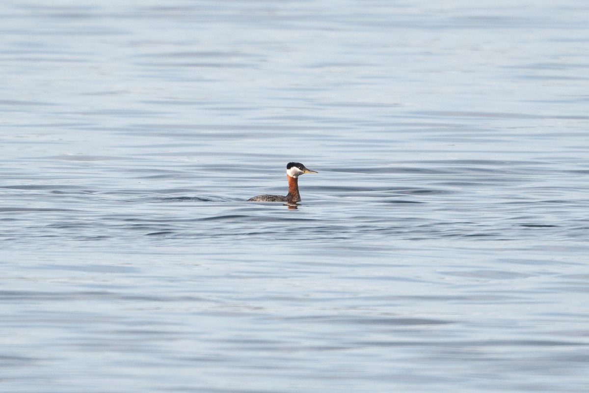 Red-necked Grebe - ML440958371