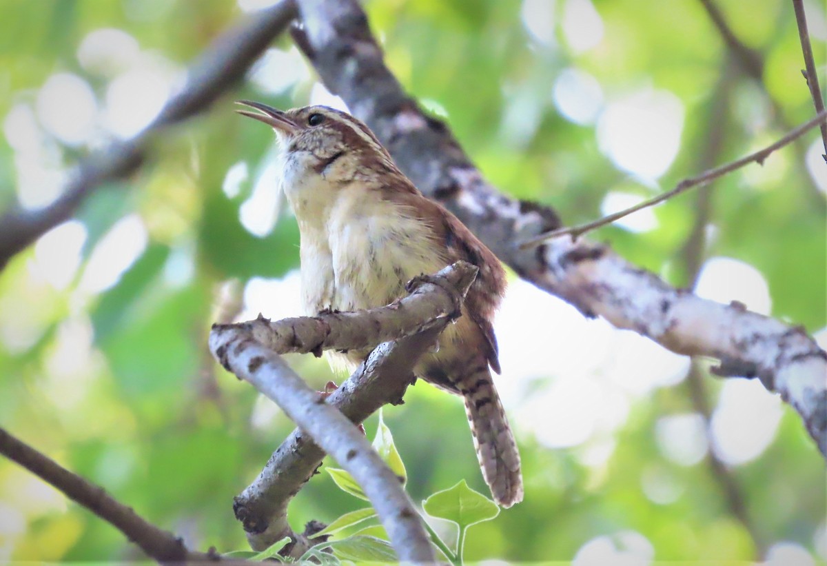 Carolina Wren - ML440958821