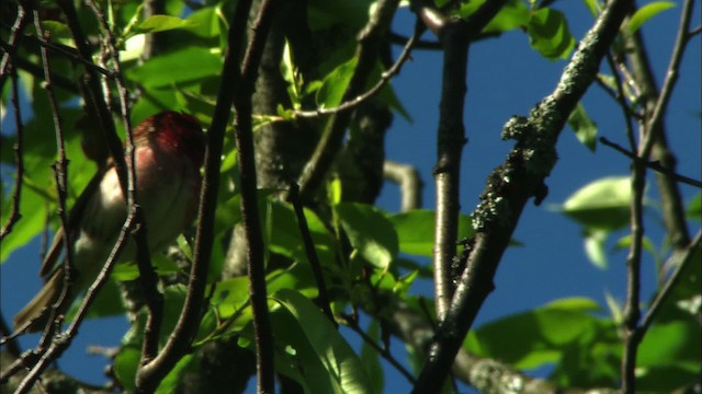 Purple Finch - ML440960