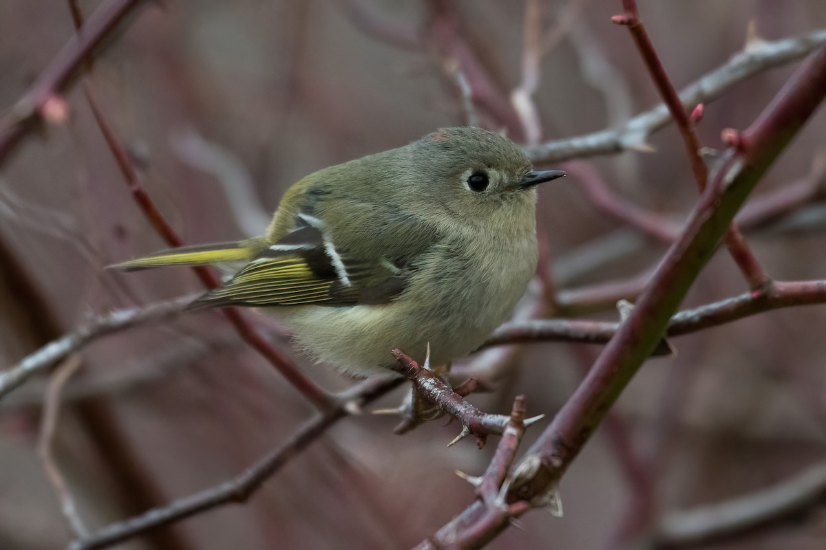 Ruby-crowned Kinglet - Steven McGrath