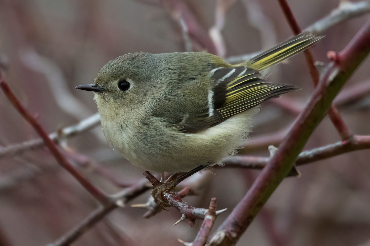 Ruby-crowned Kinglet - Steven McGrath