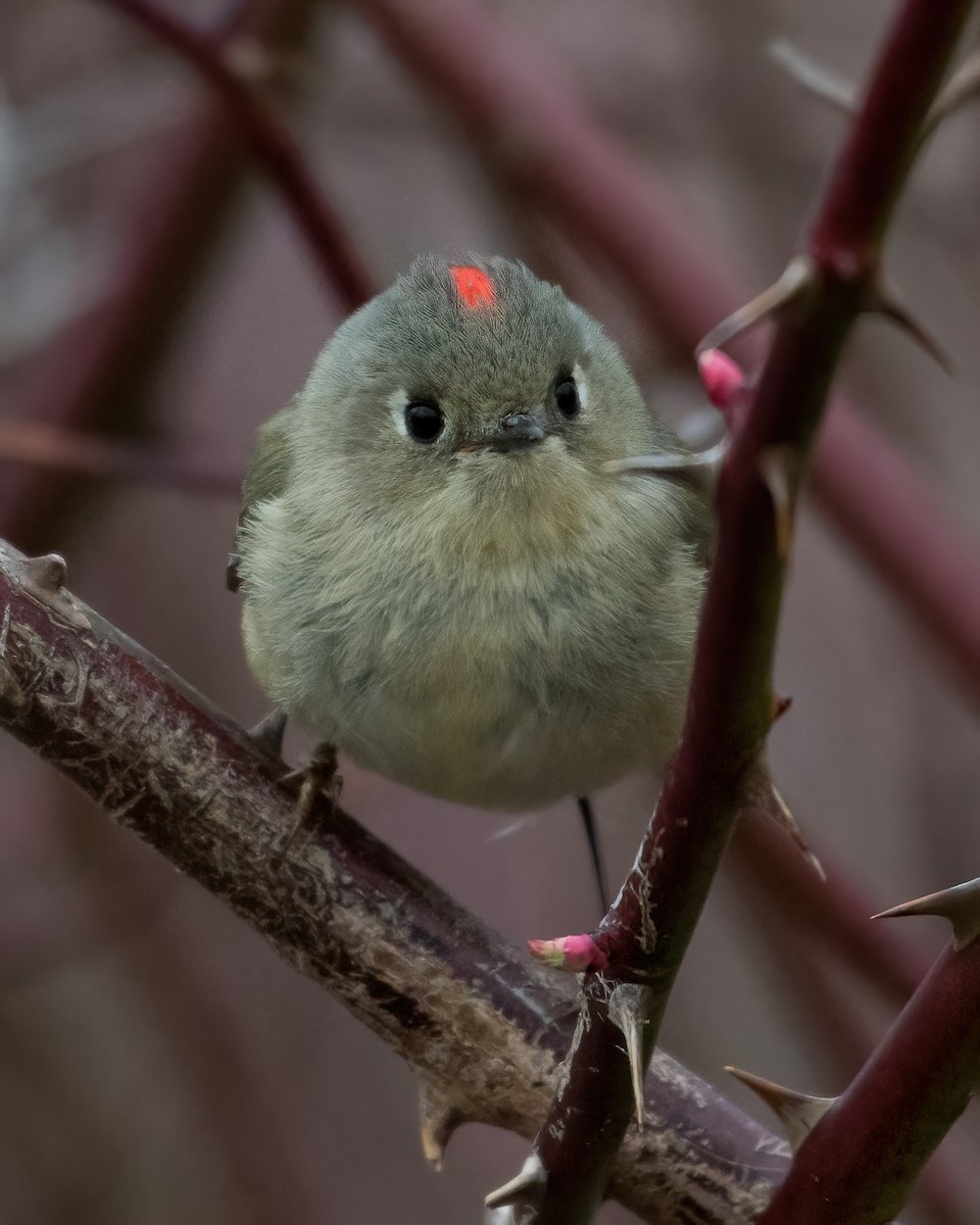 Ruby-crowned Kinglet - Steven McGrath