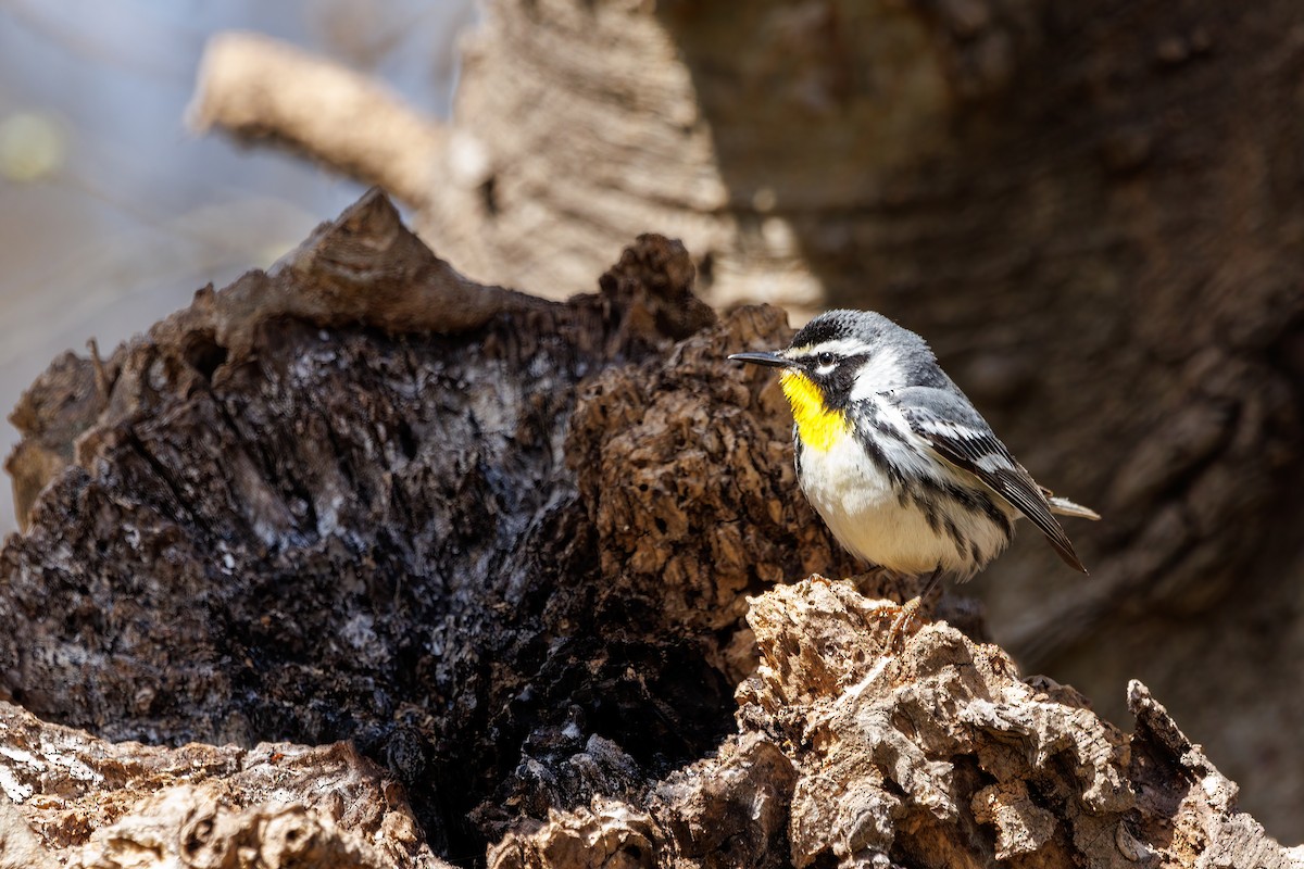Yellow-throated Warbler - ML440960671