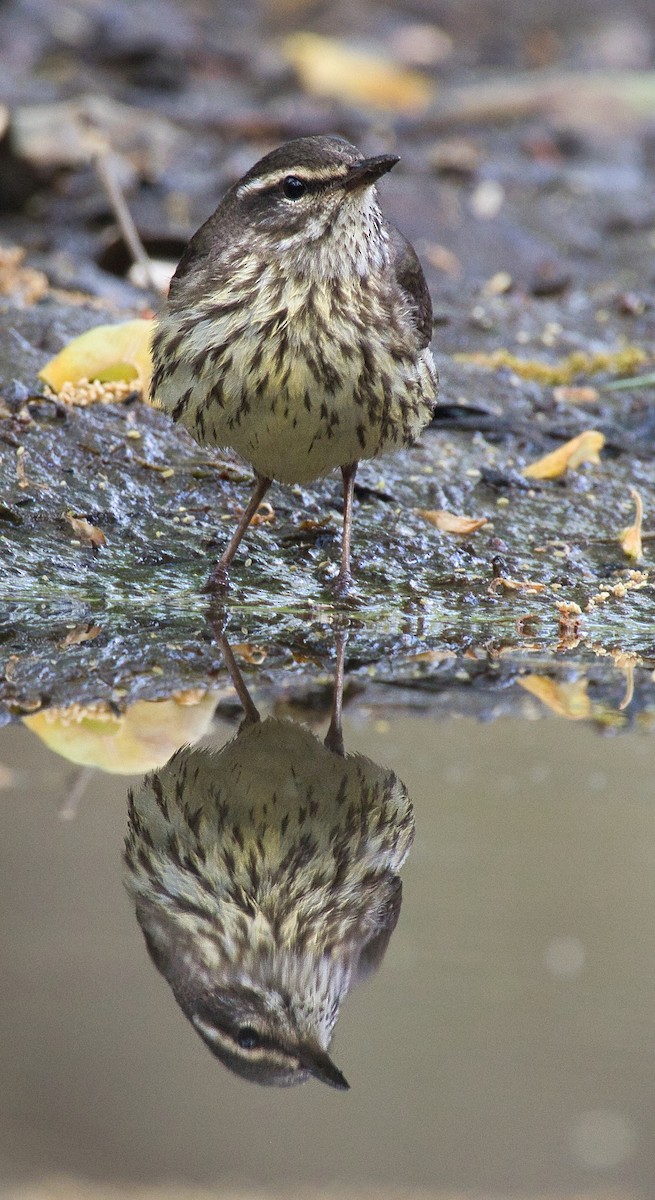 Northern Waterthrush - ML440961131