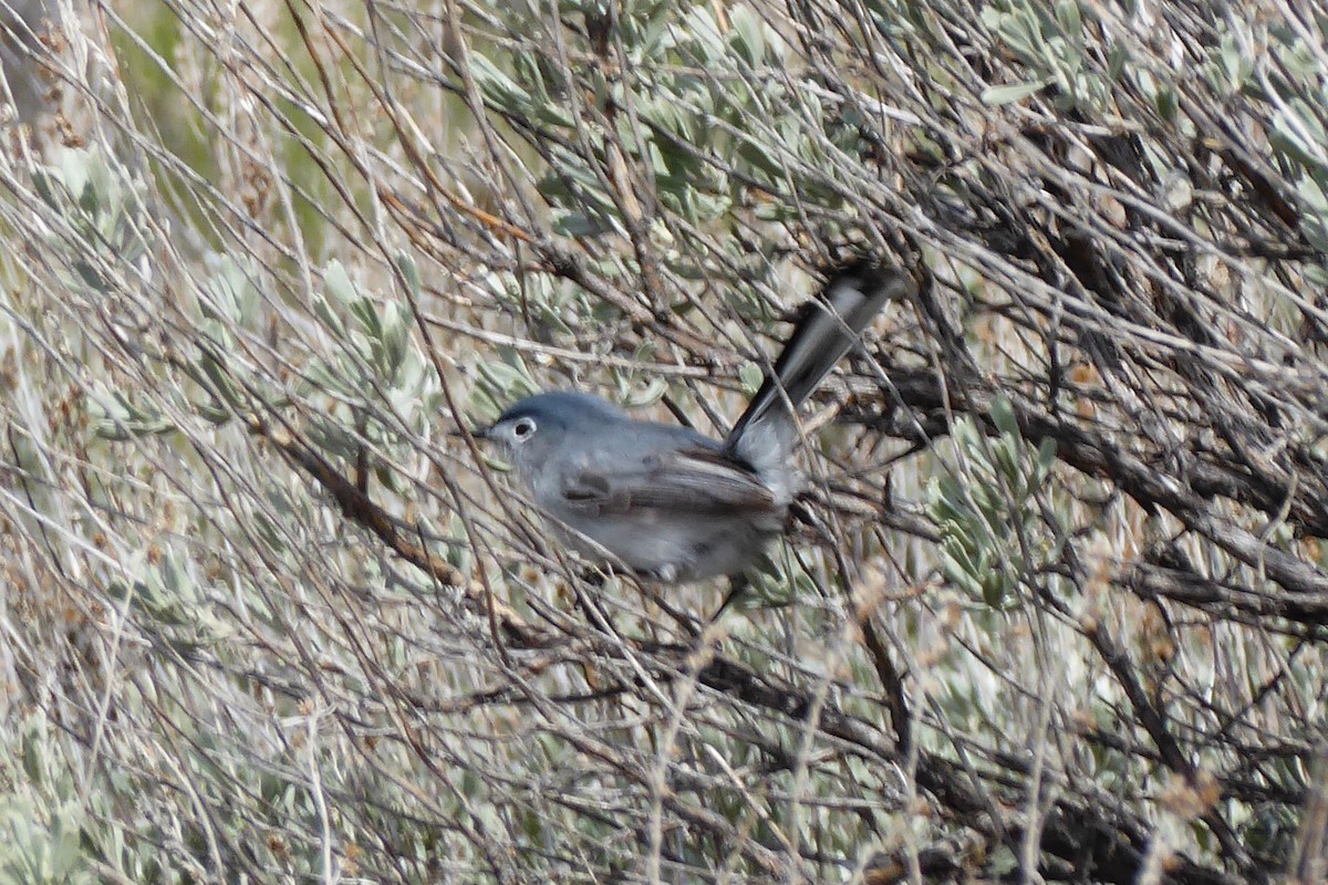 Blue-gray Gnatcatcher - Coleen Pidgeon