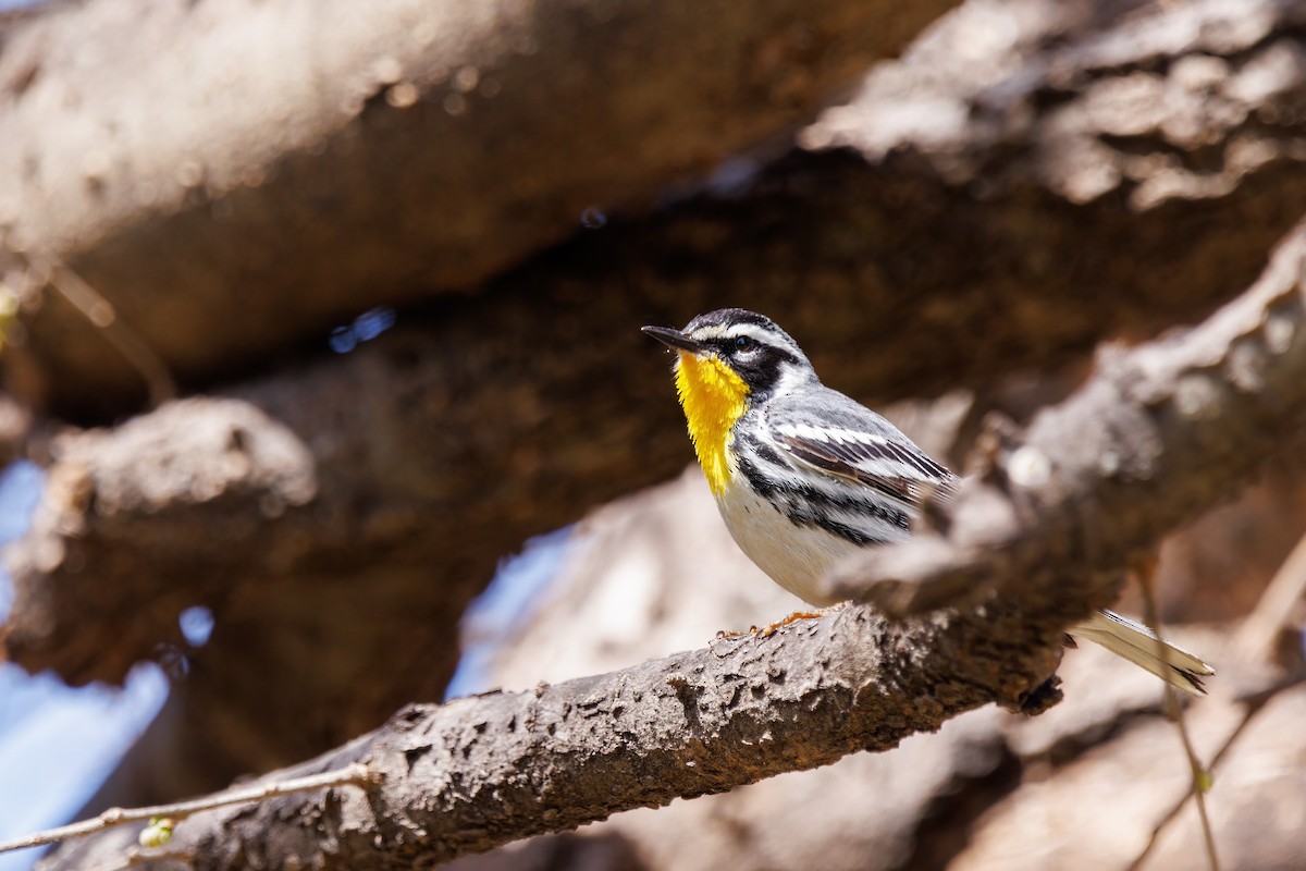 Yellow-throated Warbler - ML440963751