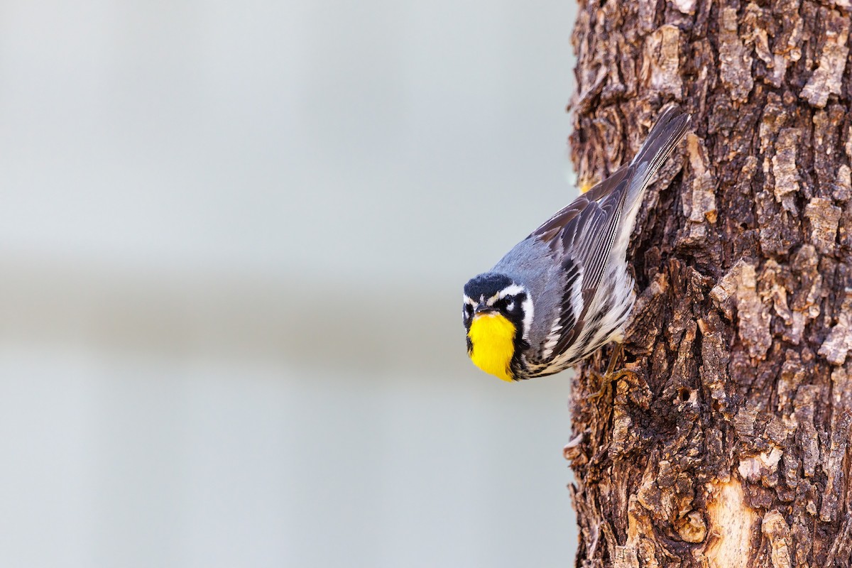 Yellow-throated Warbler - ML440963761