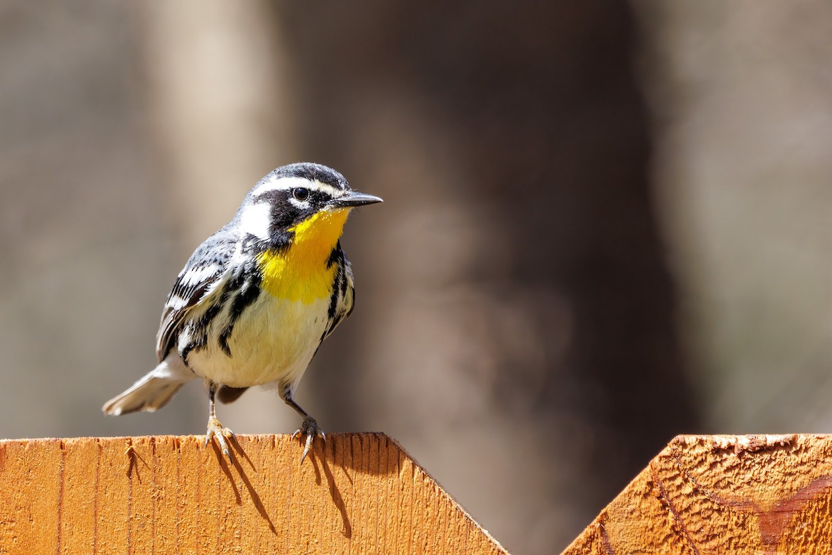 Yellow-throated Warbler - ML440963771