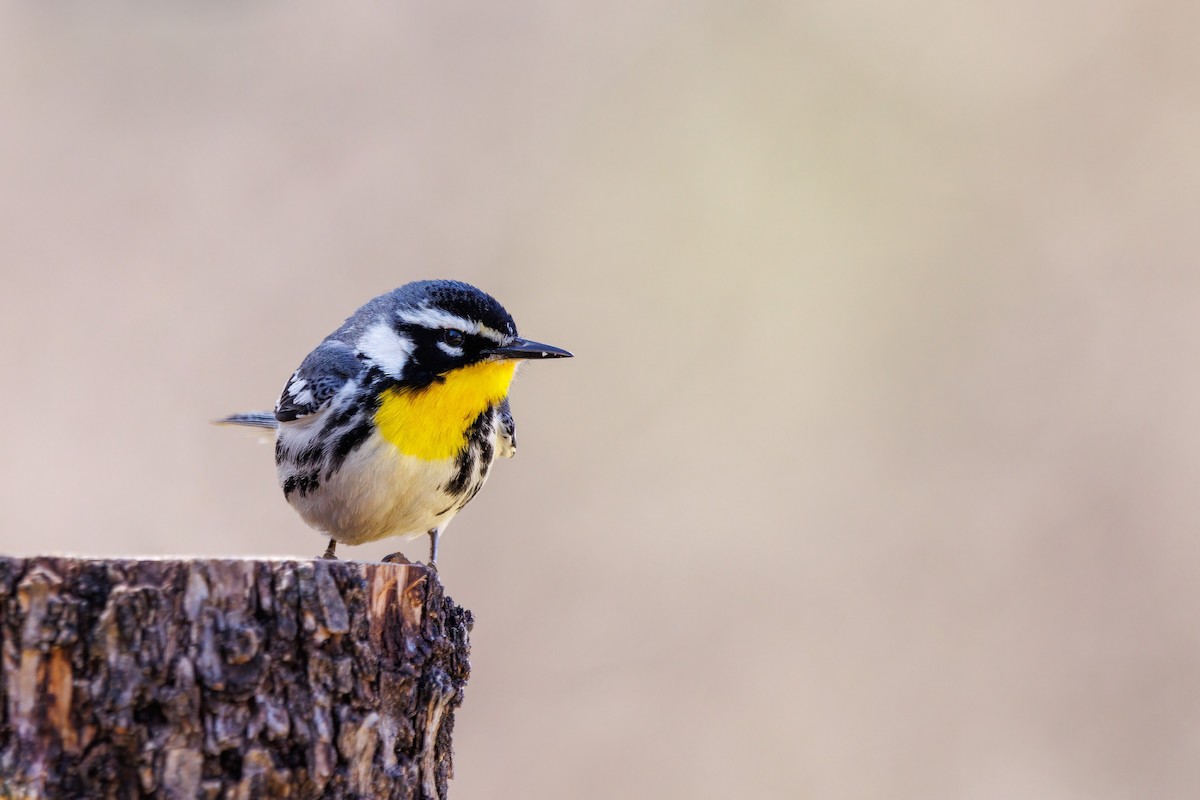 Yellow-throated Warbler - ML440963801