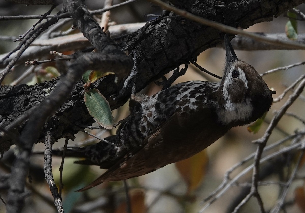 Arizona Woodpecker - ML440963841