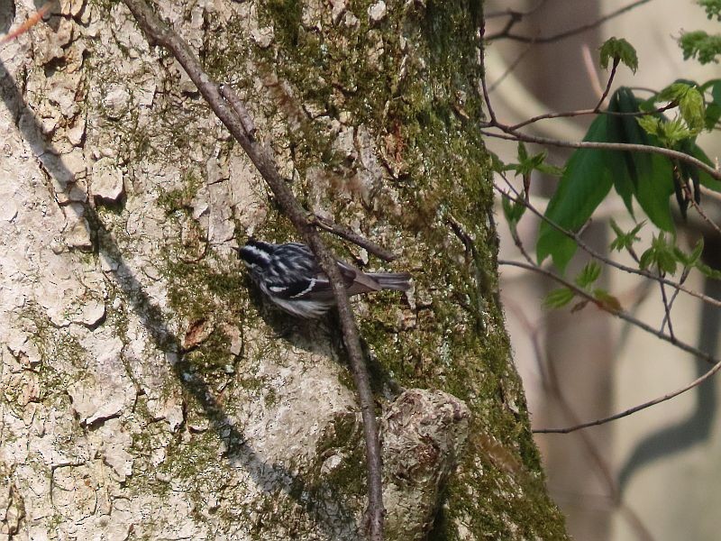 Black-and-white Warbler - ML440963891