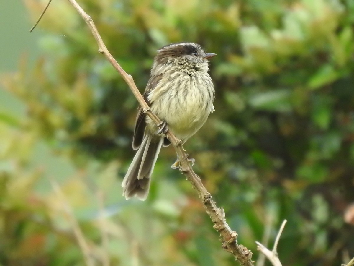 Agile Tit-Tyrant - ML440964731