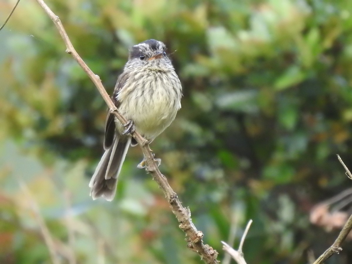 Agile Tit-Tyrant - ML440964781