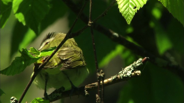 rødøyevireo - ML440965