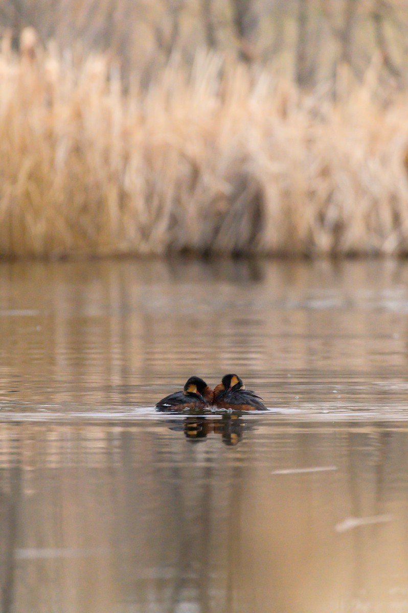 Horned Grebe - Cameron Hunter