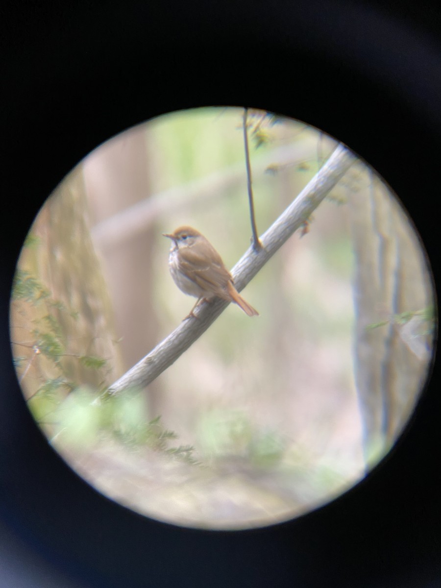 Hermit Thrush - ML440965601