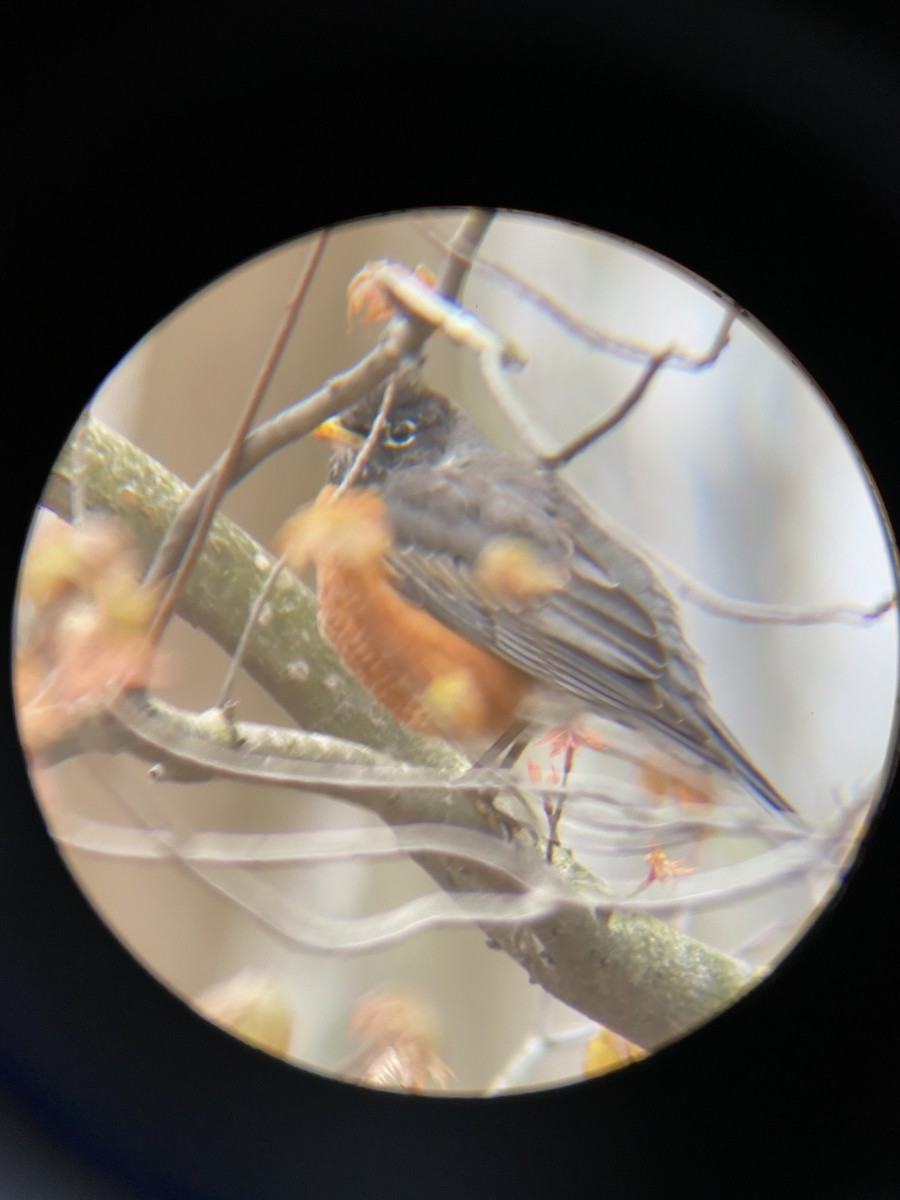 American Robin - ML440965811