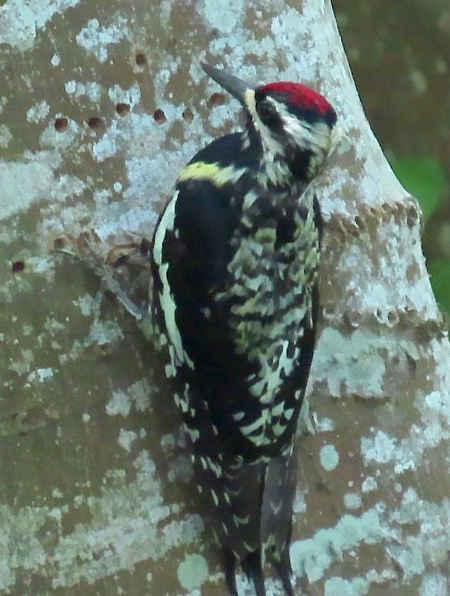 Yellow-bellied Sapsucker - ML440966661