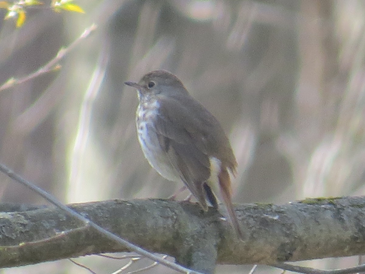 Hermit Thrush - ML440966811