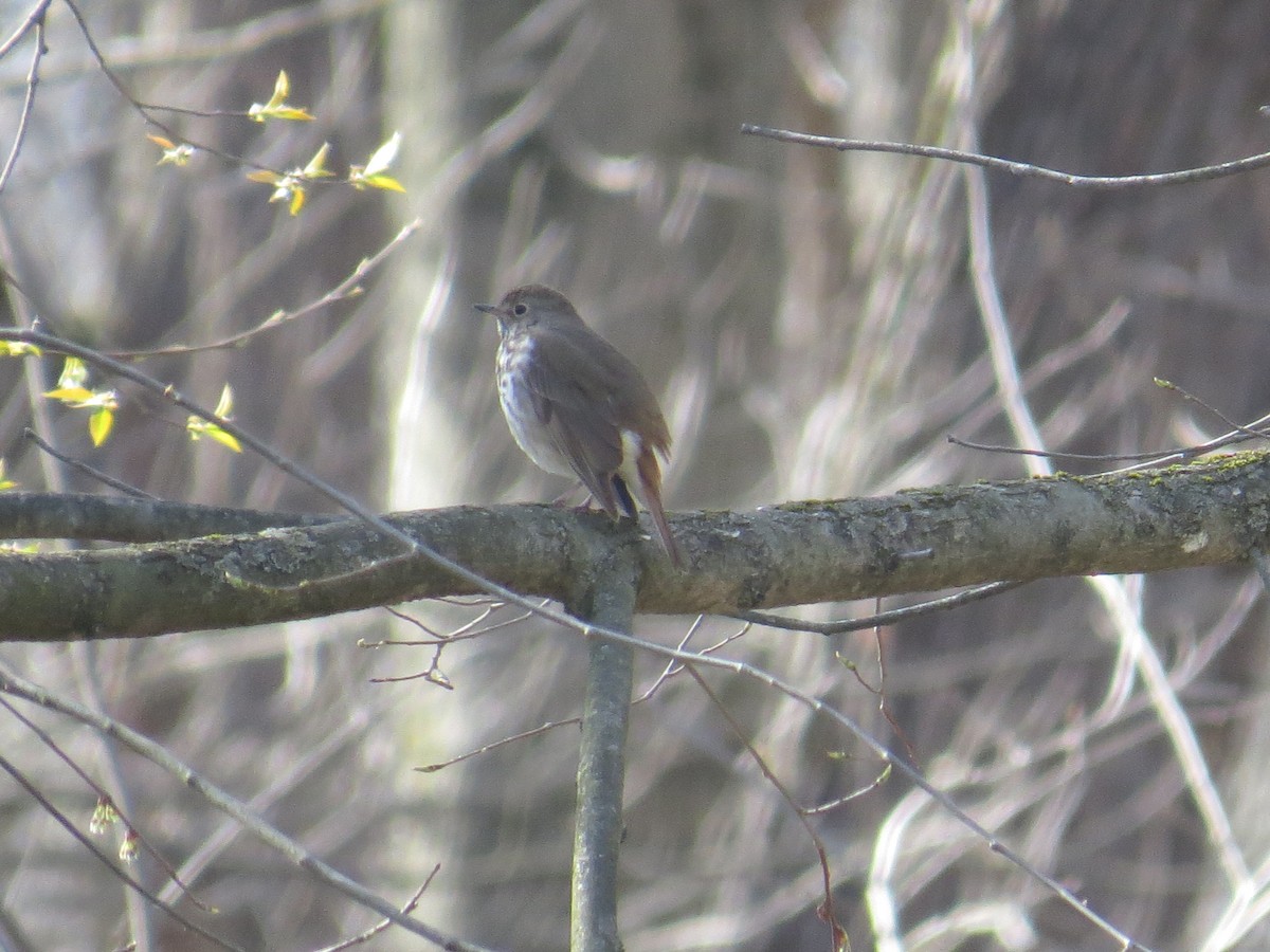 Hermit Thrush - ML440966821